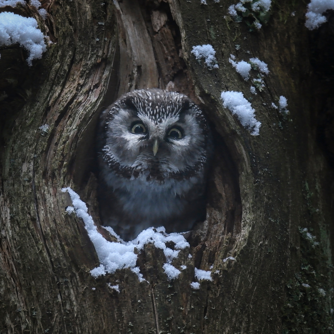 Copie de SMA - intégration 2026 (8)